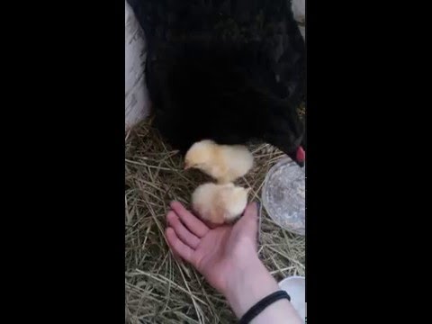 Unsere Küken am Schlüpftag