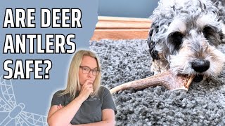 Are Deer Antlers Actually Safe For Your Dog?