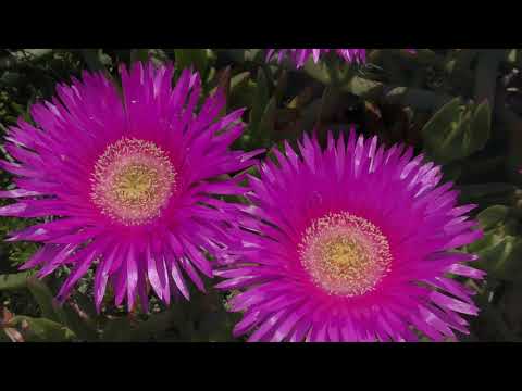 EURO-Trip 2018 GARGANO: Küstenpaddeln ist hier megageil!