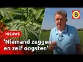 Een WEILAND vol WIET | Omroep Brabant