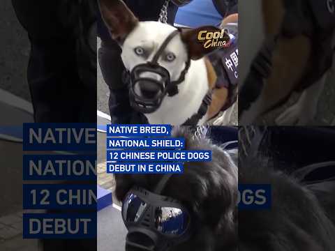Native breed, national shield: 12 police dogs make debut in E China