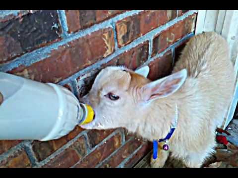 , title : 'How to - Pygmy goat bottle feeding'