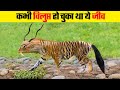 धरती पर फिर लौटे ये विलुप्त जानवर These Extinc