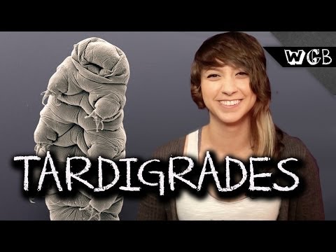 Tardigrades Are Weird, Gross & Beautiful