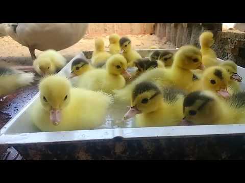 Patinhos Nadando pela Primeira Vez!!