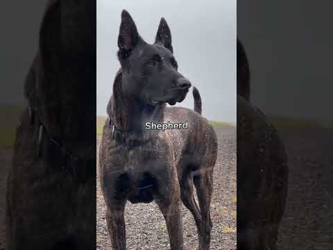 Pitbull vs Dutch Shepherd | Power vs Precision ?