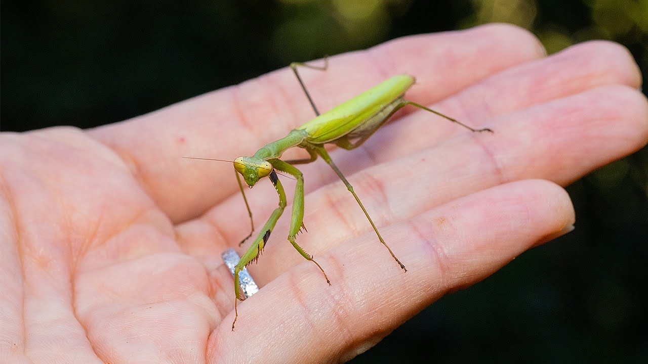 え？なにこのカマキリ！？！？