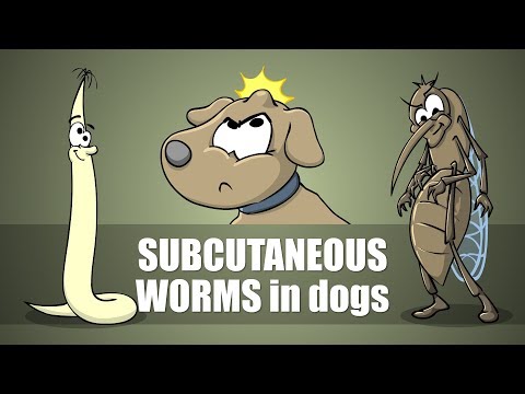 miért veszélyesek a pinwormok felnőtteknél viburnum férgek ellen