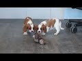 Cavalier King Charles Spaniel dogs for sale: Theo - Video 1