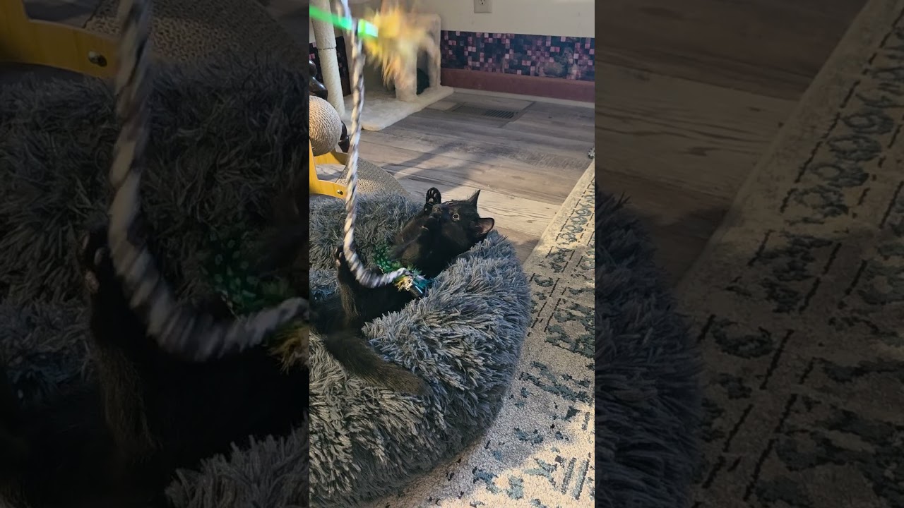 Nina, a ADOPTABLE Domestic Short Hair in Jamesville, NY video 5/6