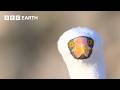 1 Hour Of Bird Watching In 4K UHD BBC Earth