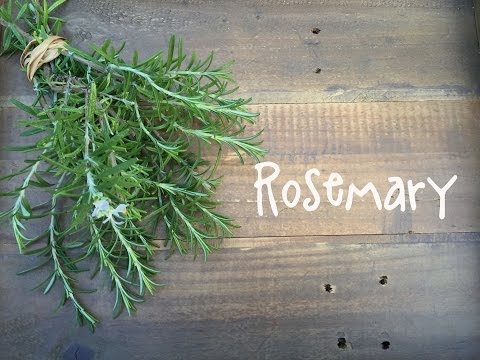 download lagu mp3 mp4 Best Way To Grow Rosemary, download lagu Best Way To Grow Rosemary gratis, unduh video klip Best Way To Grow Rosemary