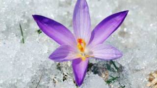 California Snow Story - The Only One that Matters