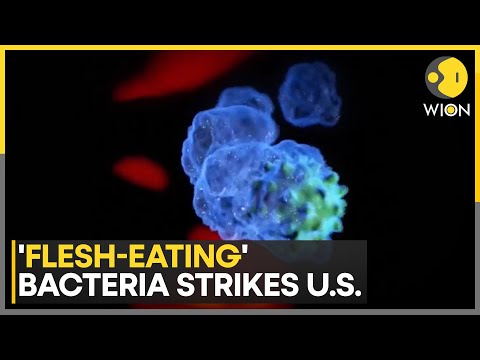 Flesh-Eating Bacteria Warning for Swimmers & Sea Food Lovers | WION