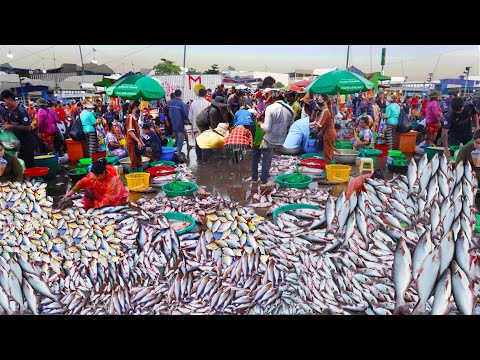 World's largest & busiest fish distribution site, Cambodian fish market scenes