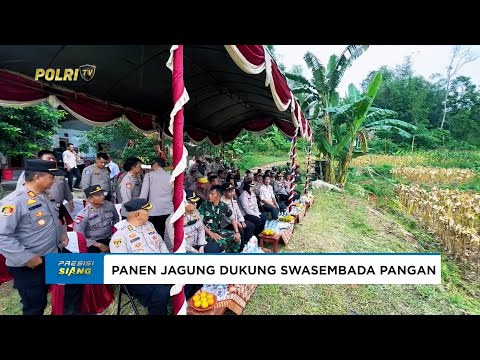 POLRESTA CIREBON PANEN JAGUNG DALAM RANGKA MENDUKUNG SWASEMBADA PANGAN