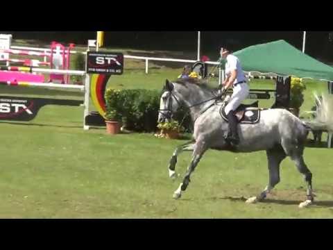 Chica, 8yo mecklenburger mare, Callado x Cellestial