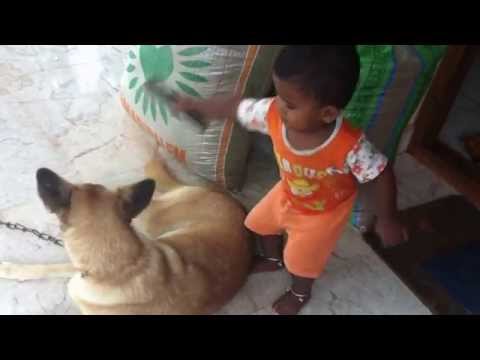 one year old kid playig with dog keep watching fun
