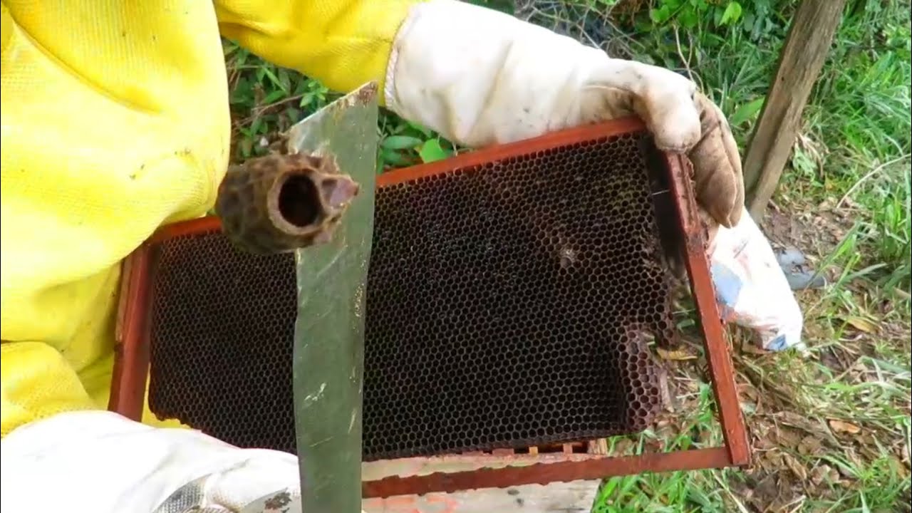 Não Perca Enxames Na Escassez