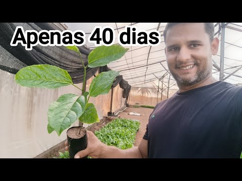 Learn How to Produce Quality Passion Fruit Seedlings #agro #passion #maracuya #passionfruit