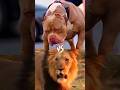 Lion VS Pitbull. Who Will Win? #viral_video
