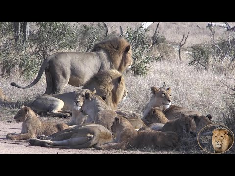 Drama In The Sweni 'Mega' Lion Pride  - Part One. The Scare