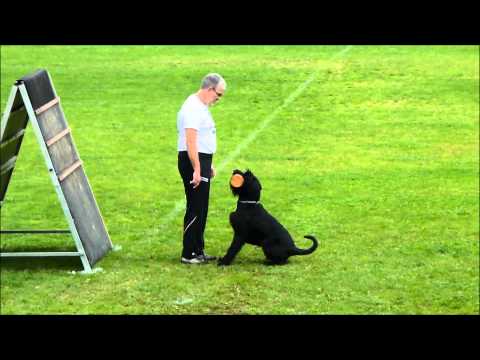 Bodo vom Hexenwald - Abt.B = 97 P. / ISPU WM 2013 Italy