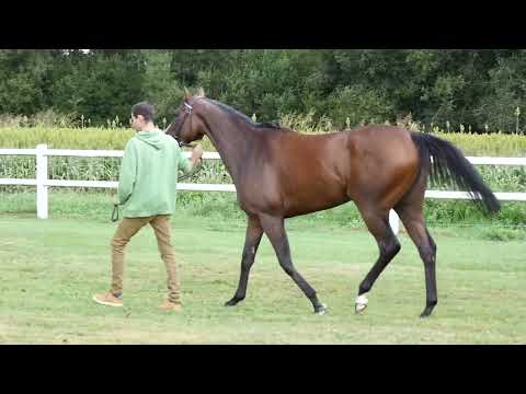 2022 ARQANA August Online Sale - SUDAF