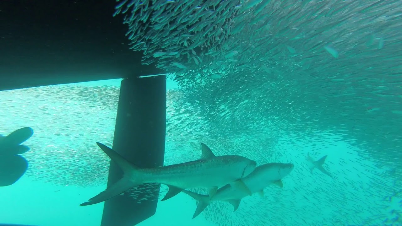 Dance of the Minnows