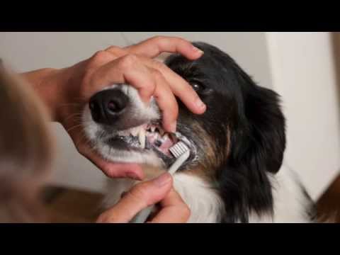 Granngården - Så borstar du tänderna på din hund