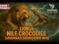 E8 Lion Vs Nile Crocodile Animal Face Off 2004 Archive