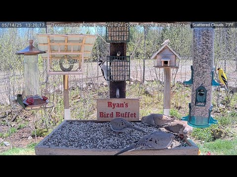 Ryan's Bird Buffet at Brownville's Food Pantry For Deer