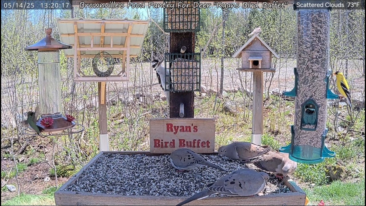 Live webcam view of Comedero de aves Ryan's Bird Buffet