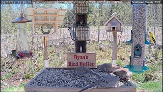 Ryan's Bird Buffet at Brownville's Food Pantry For Deer