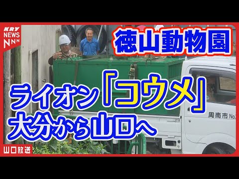 ライオン保護のための新たな洞察