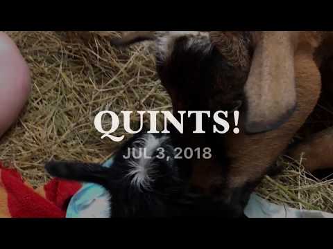 Birth of Quints!