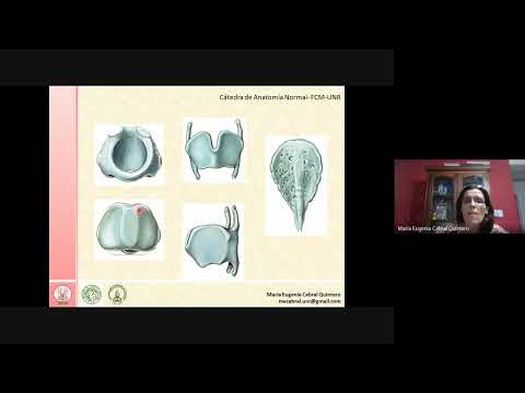 Clase de Repaso TyTL - Laringe y Segmentación Broncopulmonar