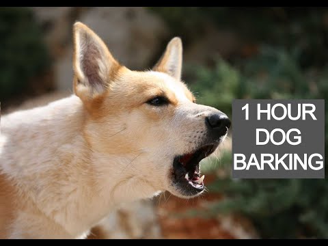 Download Dog barking sound mp3 free and mp4