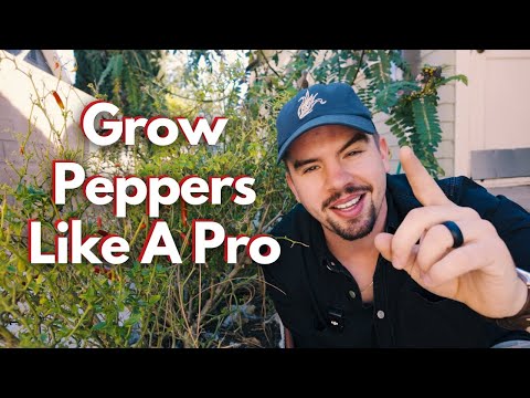 How to Grow Peppers Year-Round (Even in Cold Climates!)