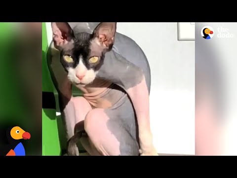 This Hairless Cat Will Haunt Your Dreams - THE DARK LORD RETURNS | The Dodo