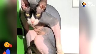 This Hairless Cat Will Haunt Your Dreams - THE DARK LORD RETURNS | The Dodo