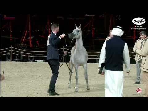 N 35 NAYA AL WAAB   Katara Int  Arabian Peninsula Horse Show 2022   Yearling Fillies Class 1B