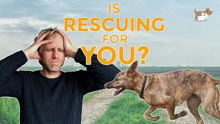 The issues I faced rehoming a rescue dog - would I recommend it?