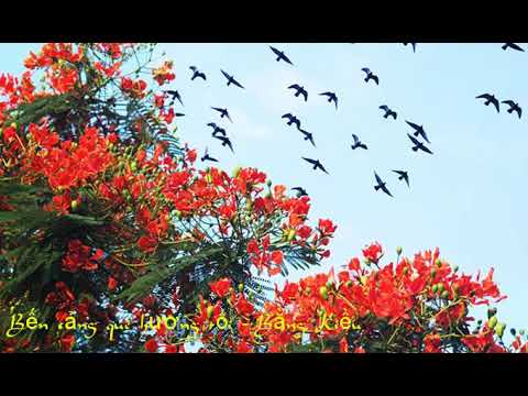 Bến cảng quê hương tôi