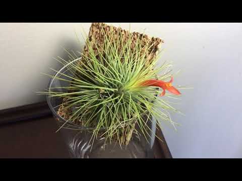 Tillandsia andreana