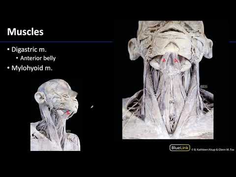 Parotid and Submandibular Triangle - Muscles