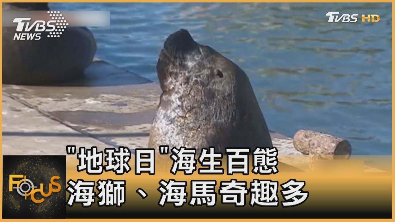 地球日海生百態 海獅.海馬奇趣多