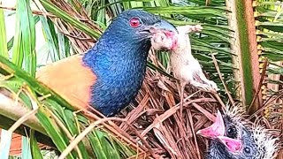 Download lagu Burung bubut pantas dijuluki burung paling kejam di dunia mp3