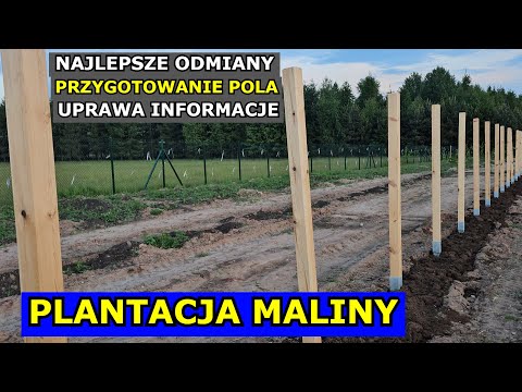 Zakładam Plantację Maliny. Uprawa, Najlepsze Odmiany, Przygotowanie Stanowiska, Gleba, Co ile Sadzę.