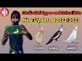 Cockatiel Types and Price in India || Cockatiel Varieties || New Updated || Gk birds breeder